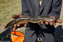 Congo Bichir photo 1