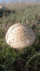 Saproamanita foetidissima