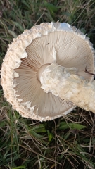 Saproamanita foetidissima