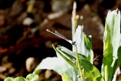 Agriocnemis exsudans