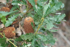 Banksia quercifolia