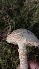 Saproamanita foetidissima