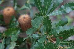 Banksia quercifolia