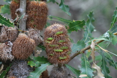 Banksia quercifolia