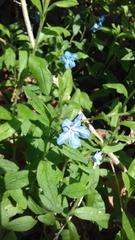 Aegonychon zollingeri