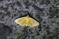 Phaedropsis