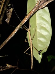 Sipyloidea larryi