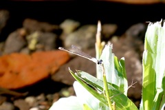 Agriocnemis exsudans