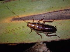 Drymaplaneta heydeniana