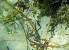 Stigmatopora nigra