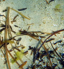Stigmatopora nigra
