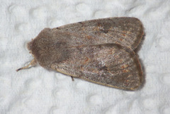 Orthosia populeti