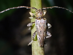 Tetrorea cilipes