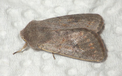 Orthosia populeti