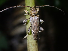 Tetrorea cilipes