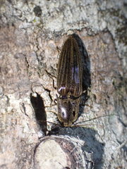 Thoramus perblandus