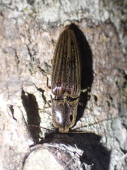 Thoramus perblandus
