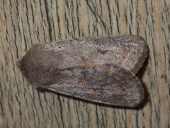 Orthosia populeti