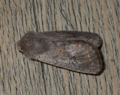 Orthosia populeti