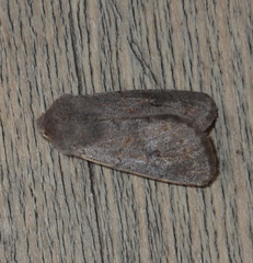 Orthosia populeti