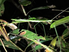 Sipyloidea rentzi
