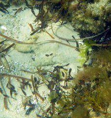 Stigmatopora nigra