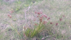 Juncus prismatocarpus