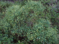 Agathosma apiculata