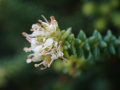 Agathosma apiculata