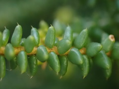 Agathosma apiculata