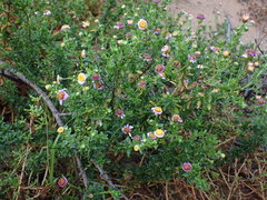 Felicia erigeroides