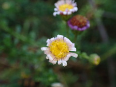 Felicia erigeroides