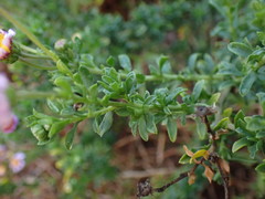 Felicia erigeroides
