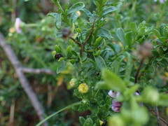 Felicia erigeroides
