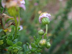 Felicia erigeroides