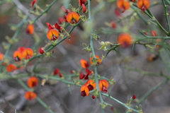 Daviesia flexuosa