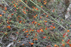 Daviesia flexuosa