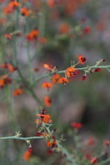 Daviesia flexuosa