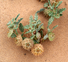 Neurada procumbens