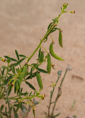 Cleome amblyocarpa