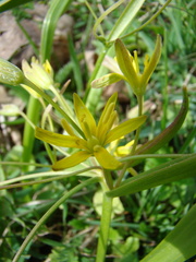 Gagea lutea