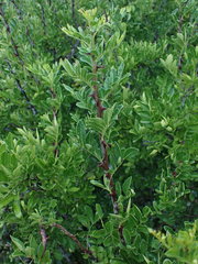 Zanthoxylum davyi
