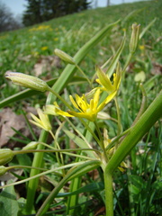 Gagea lutea