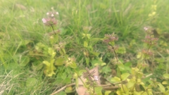 Clinopodium chinense