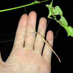 Sipyloidea caeca