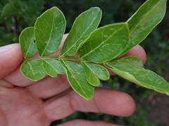 Zanthoxylum davyi