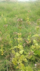 Clinopodium chinense