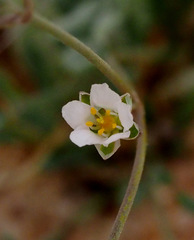 Polycarpaea confusa