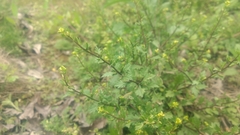 Rorippa cantoniensis