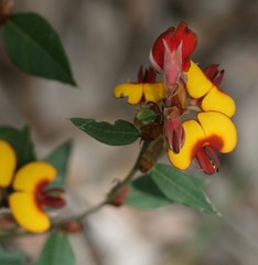 Bossiaea ornata